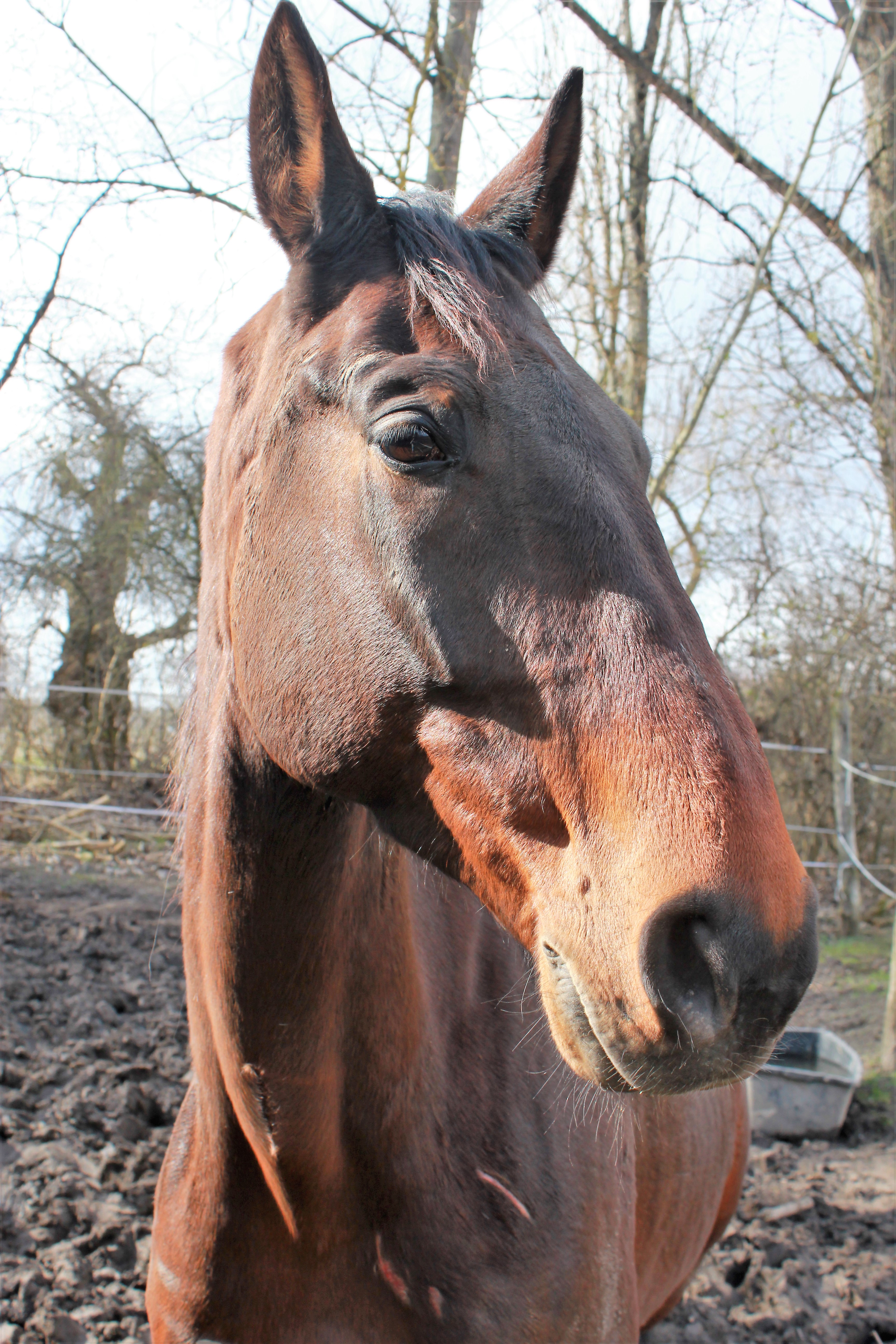 Doni